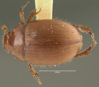 Media type: image;   Entomology 24021 Aspect: habitus dorsal view